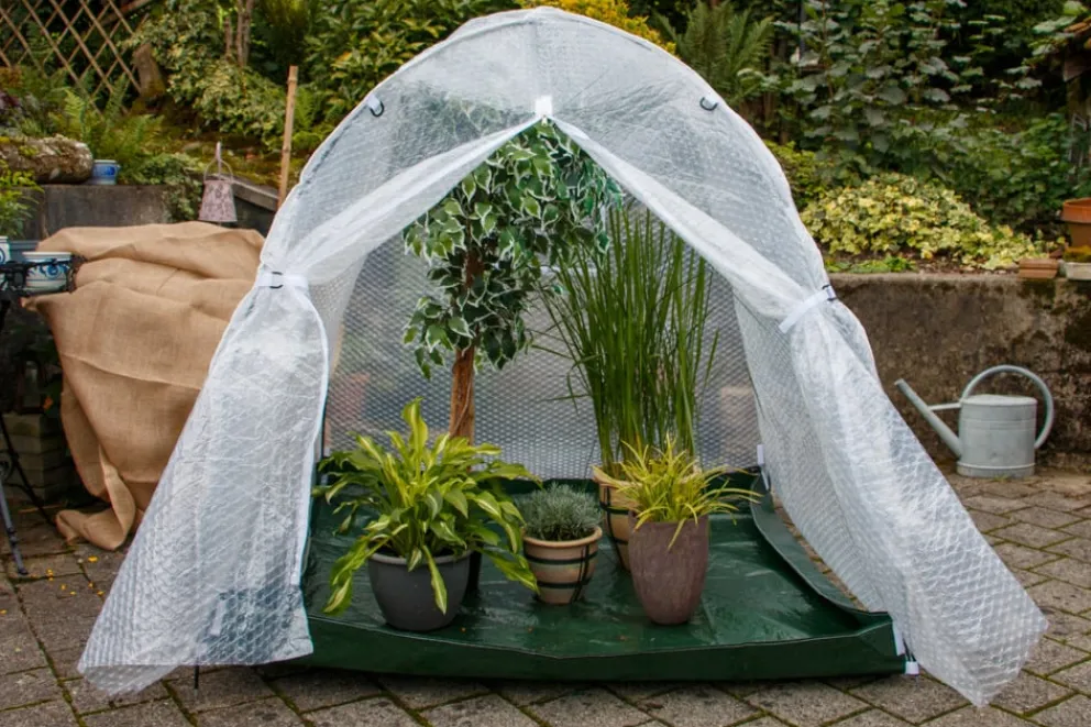 Colibri Abdeckung Dome transparent
