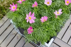PLUS Rankgitter Cubic braun, grau Discount